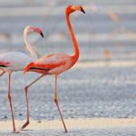 Are flamingo egg yolks pink ?
