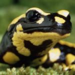 Is a salamander a reptile ?