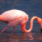 Do flamingos fly ?