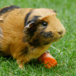 Can guinea pigs eat potatoes ?