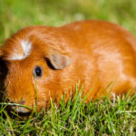 Can guinea pigs eat tomatoes ?
