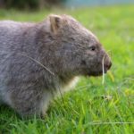 Wombat marsupial