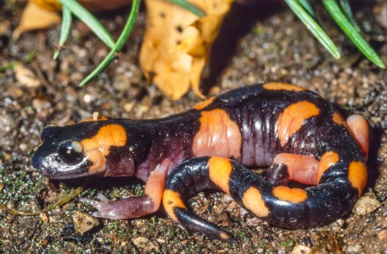 Salamander scientific name