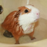 Can guinea pigs swim ?
