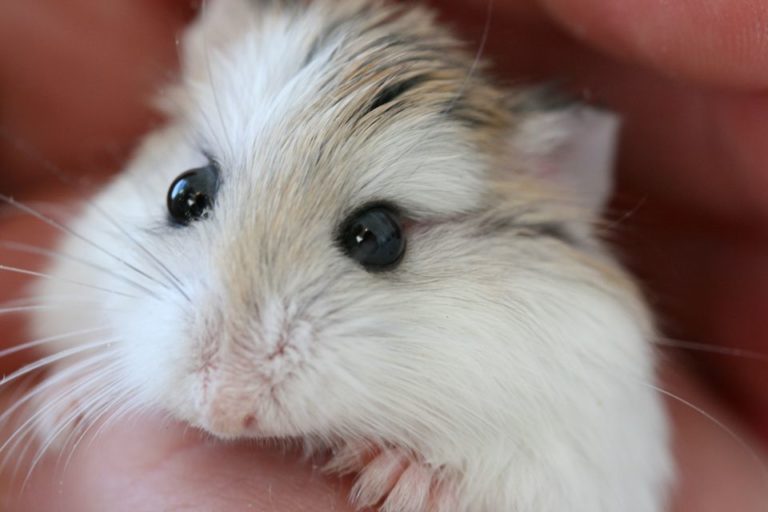 Are hamsters good pets