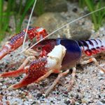 Crayfish phylum