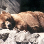 Where do bears hibernate ?