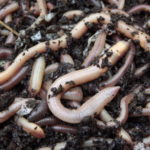Where do worms live ?