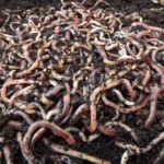 Facts about worms