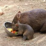 What is a baby wombat called ?