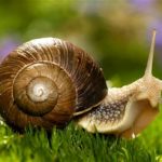 Do snails have eyes ?