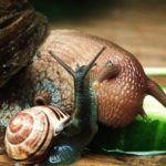 How do snails get their shells ?