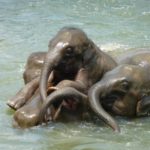 Can elephants swim ?