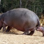 Are hippos vegetarian ?