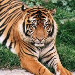 Bengal tiger predators
