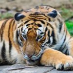 Why are Bengal tigers endangered ?