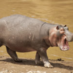 Are hippos mammals ?