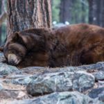 How long do bears hibernate ?