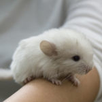 Are chinchillas endangered ?