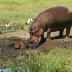What is a group of hippos called ?