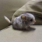 Is a chinchilla a rodent ?