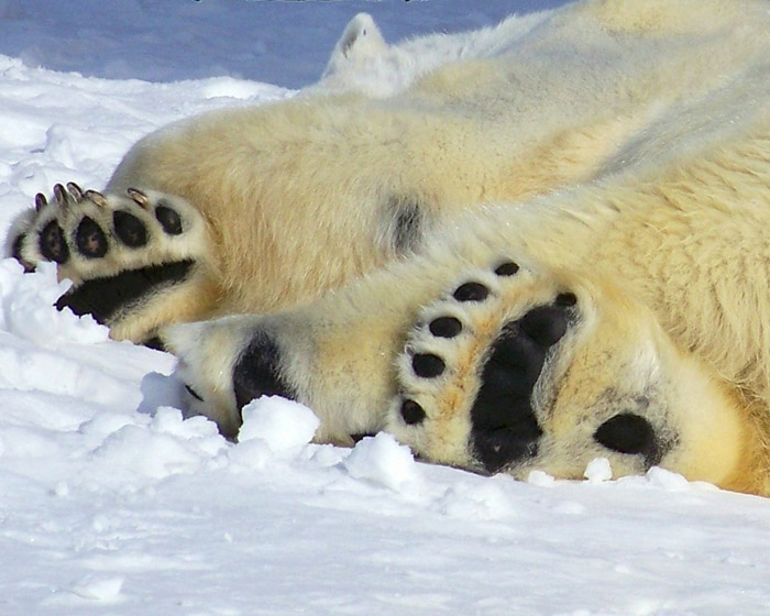 what-is-a-group-of-bears-called