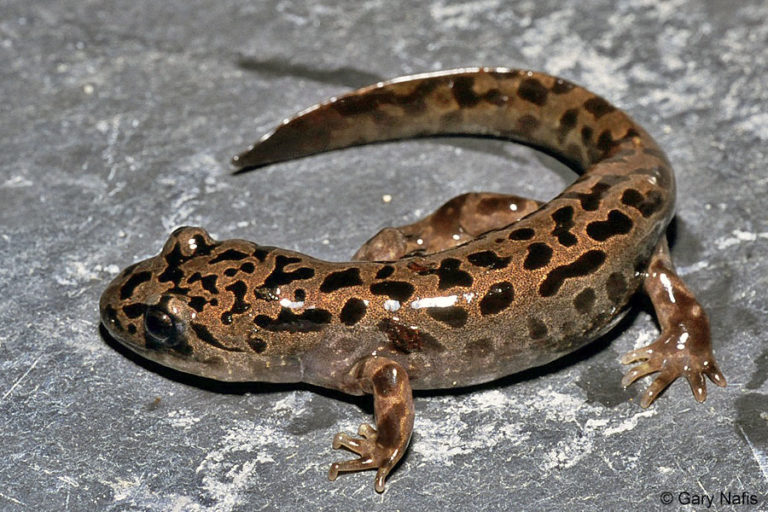 Are Salamanders Poisonous