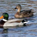 What Is the difference between ducks and geese ?