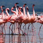 What color are flamingos ?