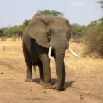 Do female elephants have tusks ?