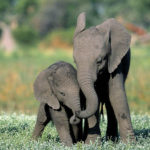 How long are elephants pregnant ?