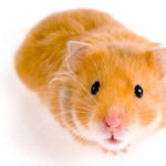How long is a hamster pregnant ?