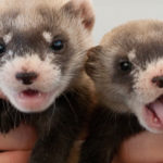Where do ferrets come from ?