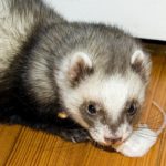 What is a baby ferret called ?