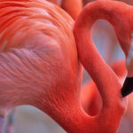 Why are flamingos pink ?