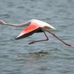 Why do flamingos stand on one leg ?