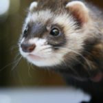 Are ferrets good pets ?