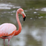 Are flamingos endangered ?