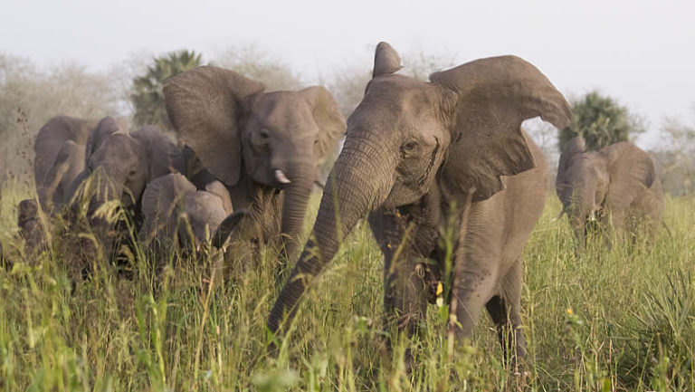 Scientific name of elephant