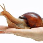 How do snails eat ?