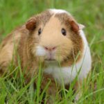 Can guinea pigs eat parsley ?