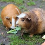Can guinea pigs eat spinach ?