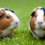 Can guinea pigs eat kiwi ?