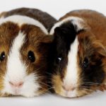 Can guinea pigs eat cauliflower ?