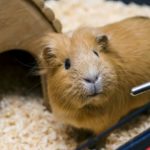 Can guinea pigs eat broccoli ?