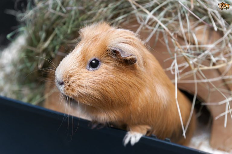 Do guinea pigs blink