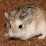 What are baby hamsters called ?