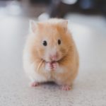 Where do hamsters come from ?