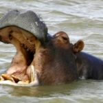 How big is a hippo ?