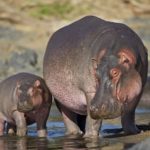 Are hippos carnivores ?